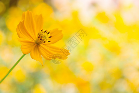 向阳而开的小太阳花背景图片