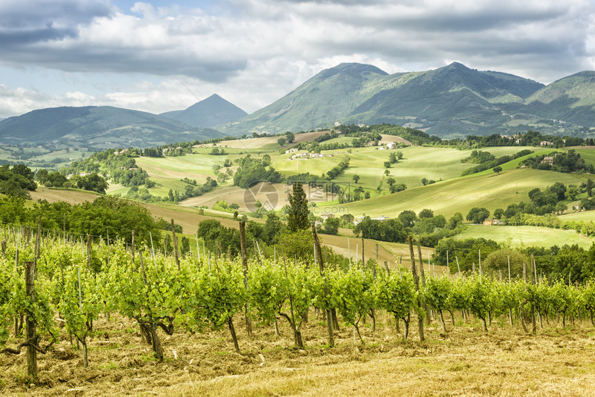 马尔凯葡萄酒六月Camerino附近的意大利游行一幅景象图片