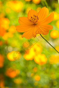 向阳而开的小太阳花背景图片