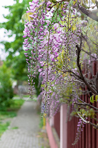 植物在街上栅栏挂着的维斯特利亚鲜花蒂米什瓦拉季节图片
