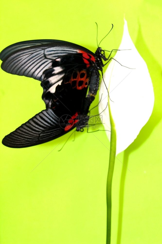 蝴蝶颜色自然单身的图片