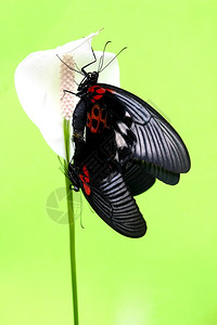 黑色的美丽蝴蝶自然图片