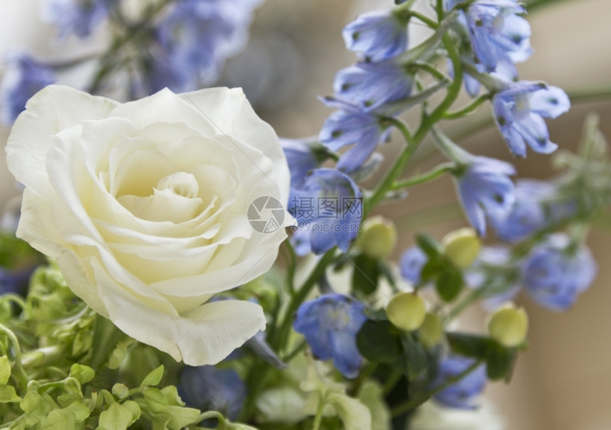 麦金选择地关注白玫瑰花朵清洁和精美周围环绕着花绿色和蓝园纯真图片