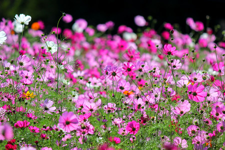 植物美丽花园里五颜六色的百日草或宇宙花的照片生活背景图片