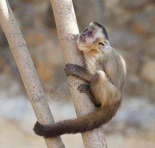 哺乳动物猴子背景图片