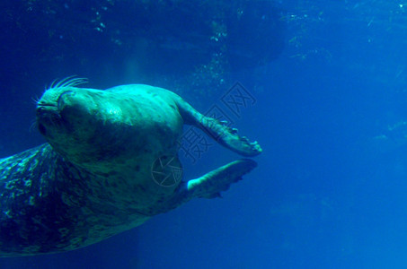 加利福尼亚一种在水下游泳的海狮背翻转生活背景图片