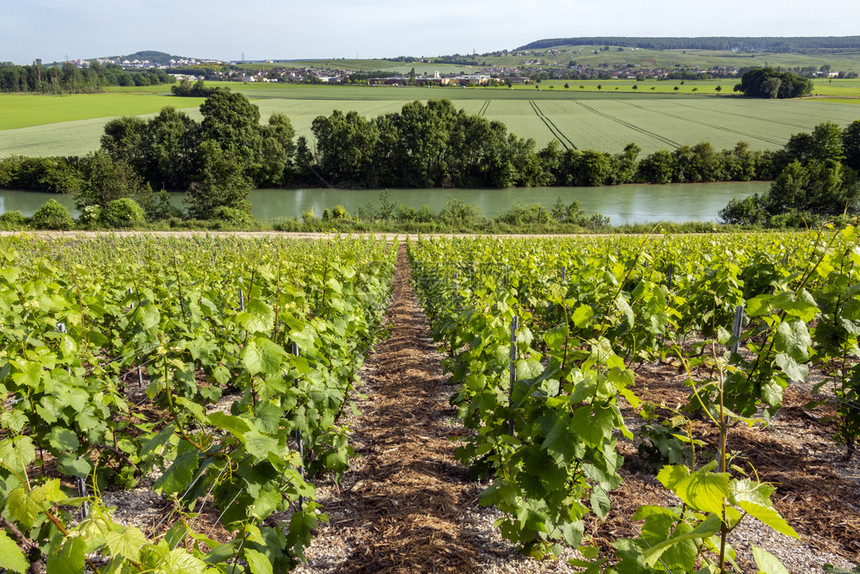 转口生产葡萄园和马恩河位于Epernay附近的Hatvillers背景为Epernay附近法国北部的Reims以南的法国Eper图片
