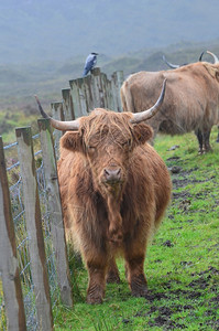 公牛一个沉闷的苏格兰日高地牛站在围栏线边经过小母牛图片