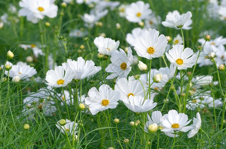 自然蓝色的为了花园中美丽的白宇宙花朵为本底美丽的白宇宙花朵而献上图片