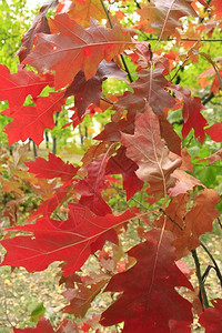 王冠秋公园绿橡树红叶黄有美丽的树苗和黄叶森林图片