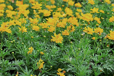 花园里美丽的Wedelia三角花朵束草地华丽的图片