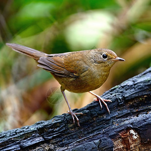 自然野生动物棕褐色可爱的鸟白腹红弹头Hodgsonius五氟化物的女站在日志上酚类背景