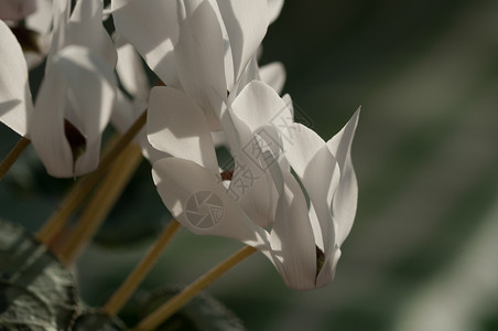 园艺植物仙客来白色在黑暗的背景仙客来白色装饰图片