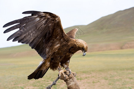 棕色的紧金鹰链条其双翼伸展在上羽毛翅膀图片