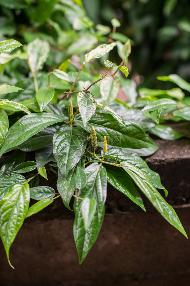 美丽的长胡椒蔬菜草植物关闭白色的花园图片