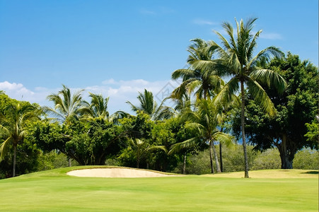 俱乐部洞热带在墨西哥巴亚尔塔港被棕榈树包围的高尔夫球场图片