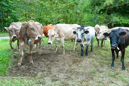 牛奶动物挤前有几头不同颜色的奶牛乡村图片