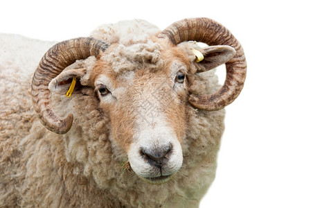 白角素材动物在白背景上隔绝角的绵羊甜美表情夏天背景