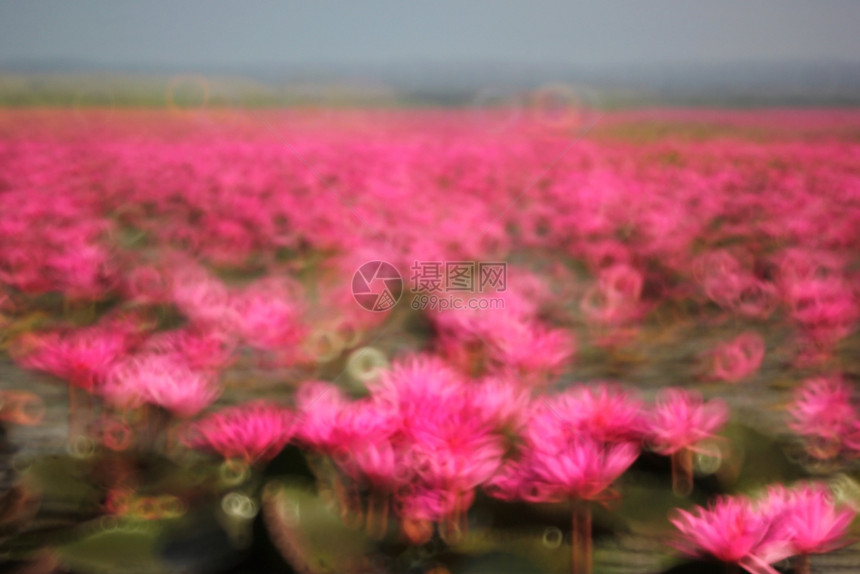 绿色新鲜的开花池塘红莲的模糊照片图片