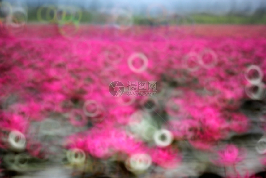 池塘红莲花的模糊照片植物花园图片