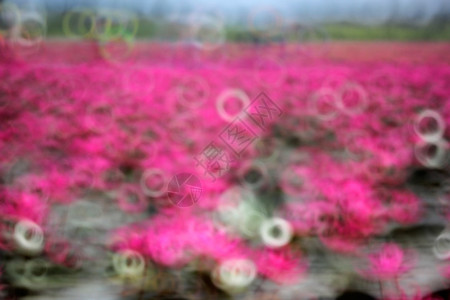 池塘红莲花的模糊照片植物花园图片