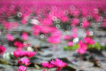 百合美丽的池塘红莲花模糊照片园图片