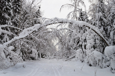 树木圣诞节冬季森林中的雪树冬图片