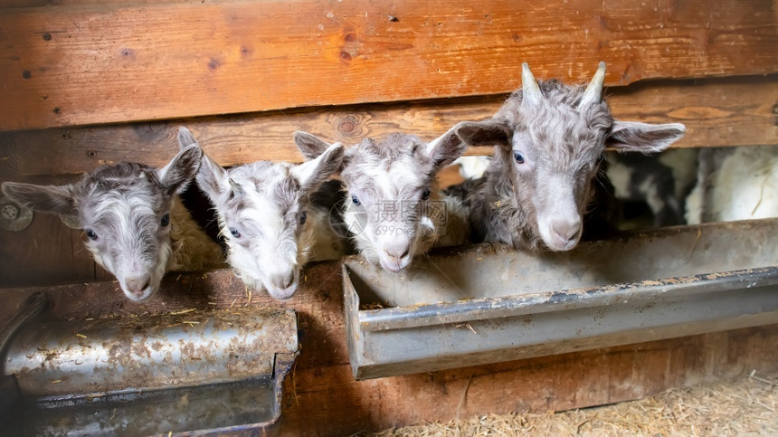 年轻的动物稳定山羊小在马棚里产角牛奶图片