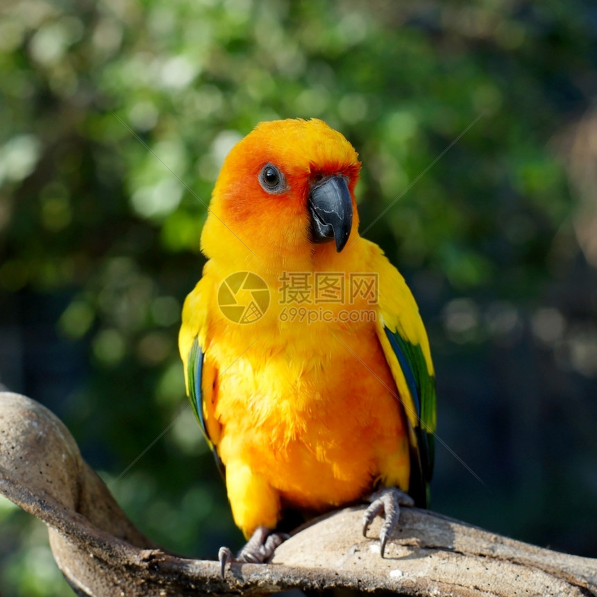 美丽的黄鹦鹉鸟坐在树枝上动物长尾小鹦鹉自然图片