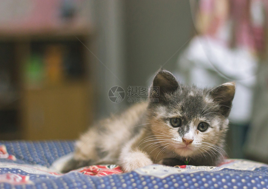 沙发上的可爱小猫图片