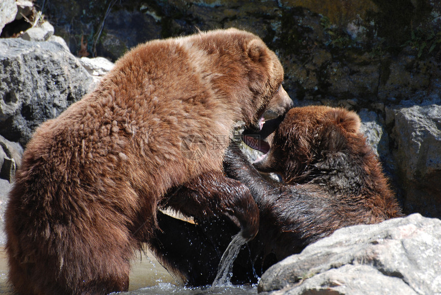 搏斗争棕熊在浅水中与另一只熊打架灰图片
