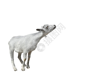 白色的家畜山羊在白色背景上被隔离牛奶图片