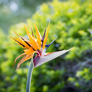 植物群在热带花园中盛开的天堂花鸟斯特雷利茨齐亚植物新鲜的图片