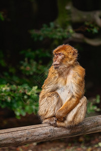 恢复BeamBarmaryMacaqueMacaSylvanus光束蛆休息猕猴背景图片