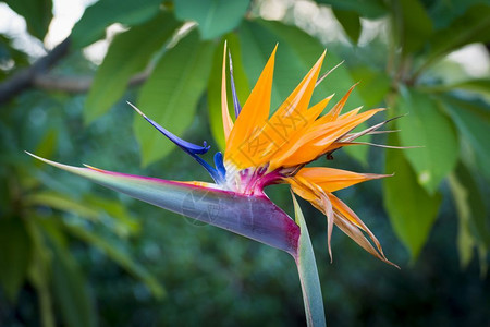 新鲜的花朵热带园中盛开的鹤望兰植物的图片