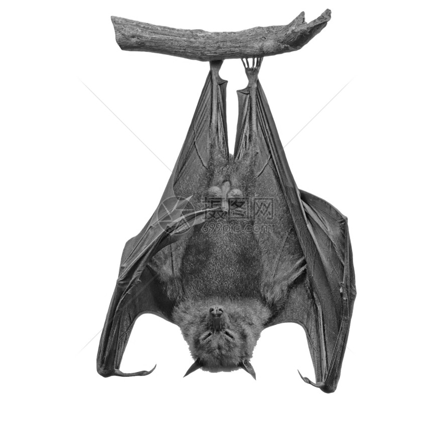 垂直的大型蝙蝠单色中挂吊飞行狐Pteropusvampyrus异国情调阮詹图片