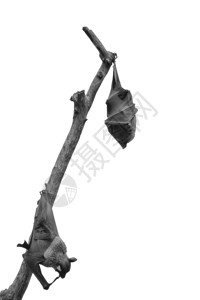 大型蝙蝠单色中挂吊飞行狐Pteropusvampyrus上行空间水果动物背景图片