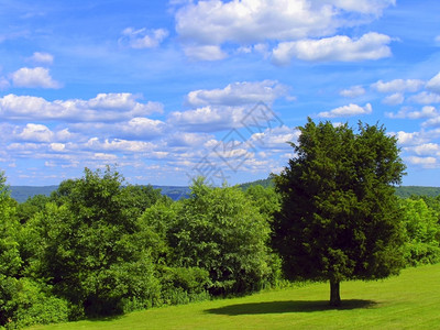 树景观股票美国风背景图片