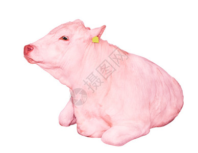 哞公牛粉红的奶被孤立在白色背景上大滑稽的奶牛关闭农场动物年轻的图片