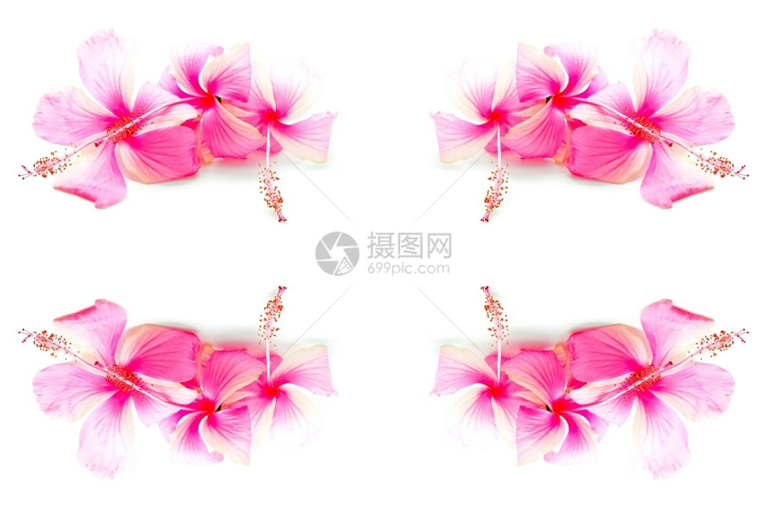 粉色的花朵在白色背景上被孤立盛开自然衬套图片