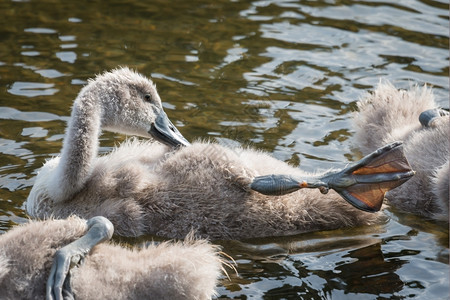 家庭受保护小天鹅年轻的哑巴网图片