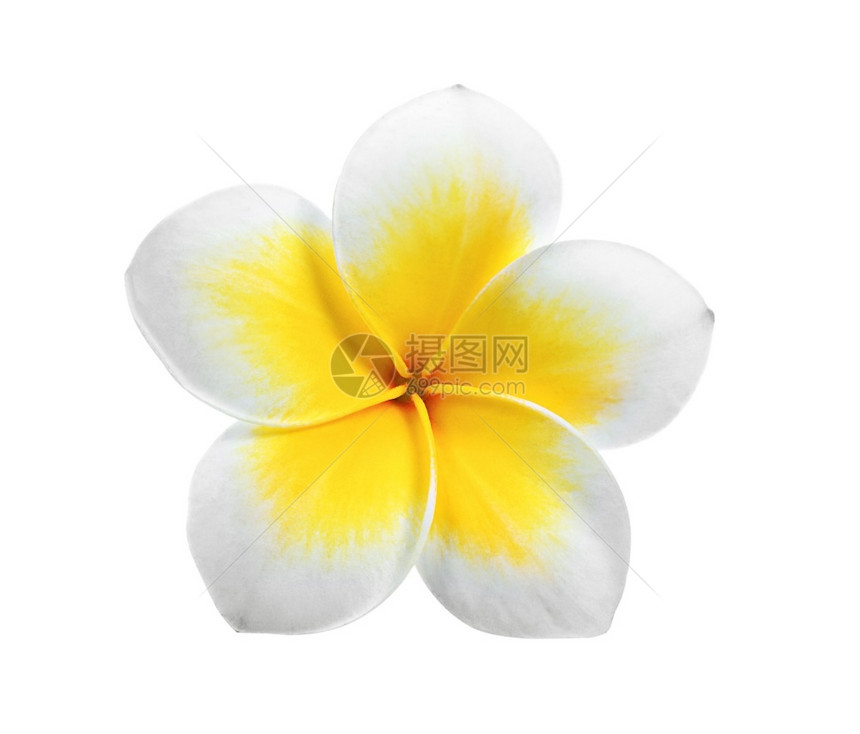 白背景孤立的freangipani香味白色的花朵图片