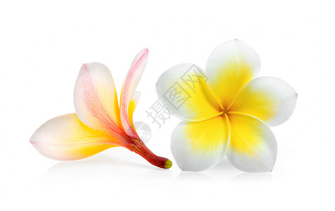 白背景孤立的freangipani花朵浪漫的美丽图片