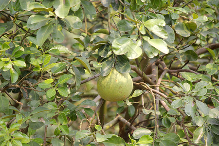 食物健康有机农场树上年轻的pomelo饮食图片