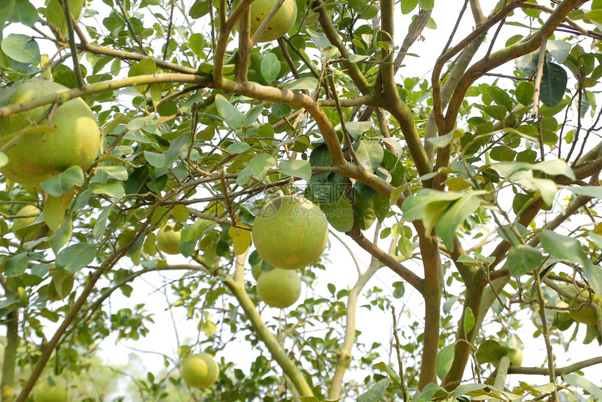 水果有机的店铺农场树上年轻的pomelo图片