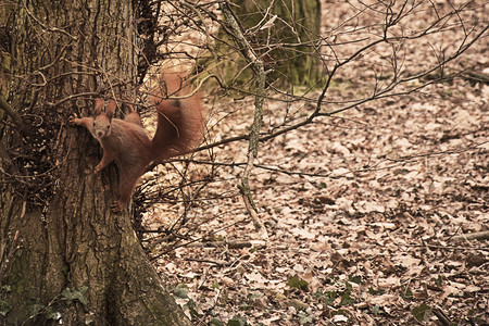 野生动物松鼠在树上跳跃位置的令人惊叹的照片自然图片