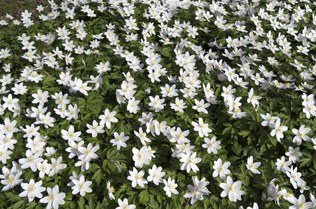 野苣花开花植物花朵高清图片