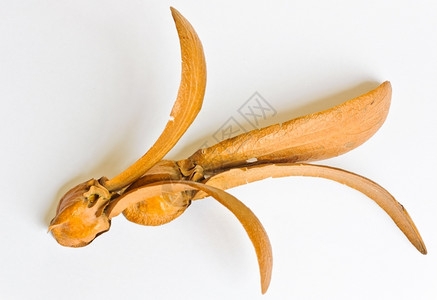龙脑香科白底孤立的Dipterocarpus双翼水果植物学自然图片