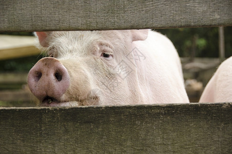 粉色的怪猪通过栅栏寻找怪的粉红猪通过木篱笆寻找制的一种图片