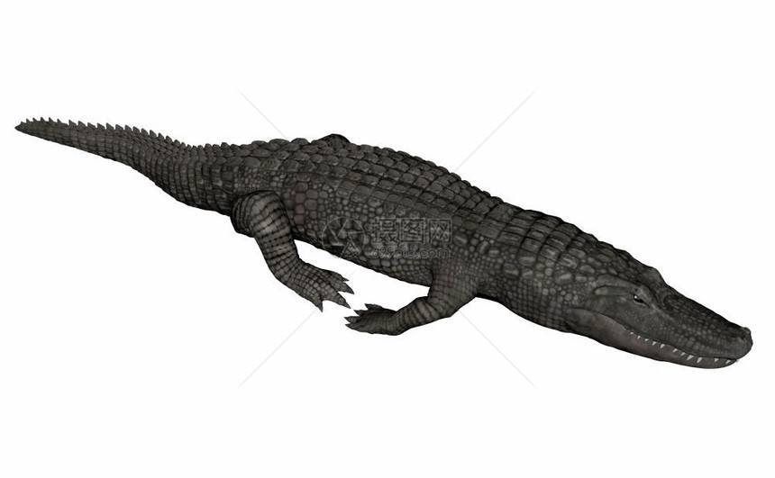 自然在白色背景中孤立的鳄鱼放松3D使鳄鱼放松3D使野生动物插图图片